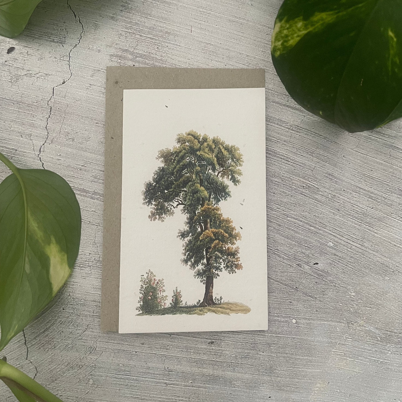 Plantable 'Standalone Tree' Generic Card