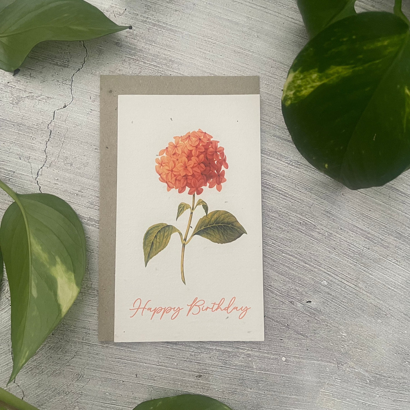 Plantable 'Pink Zinnia' Birthday Card