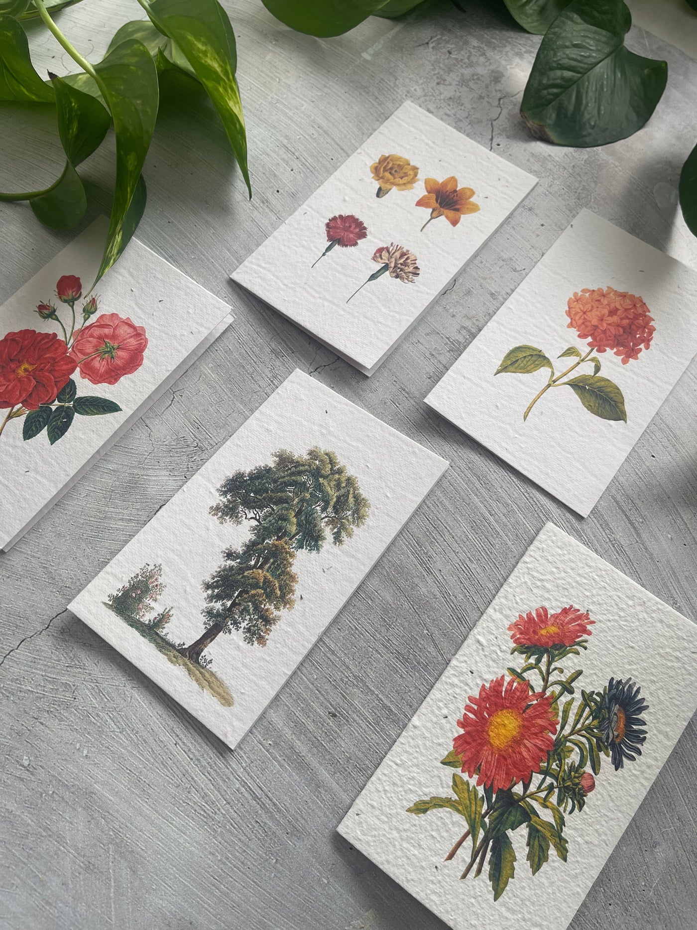 5 Plantable Generic Floral Cards