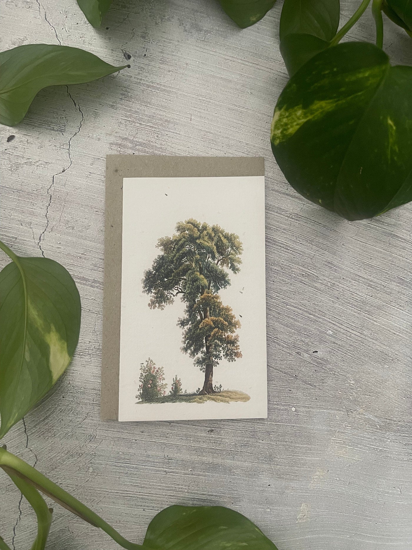 5 Plantable Generic Floral Cards Bundle